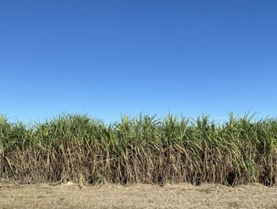 Sugar cane growing under a clear blue sky
